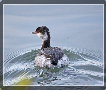sito_fotografico001025.jpg